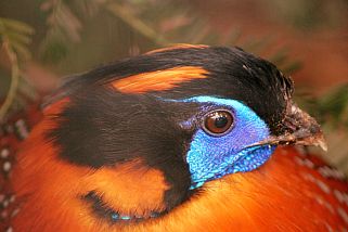 Tragopan temminckii - Temmincktragopan